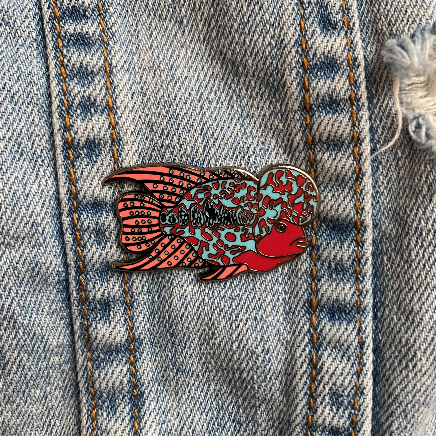 Blue and red pink fish with big hump on head.